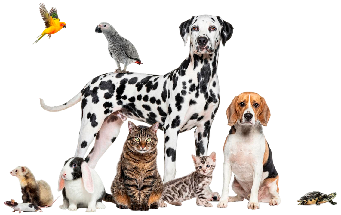 Banner - Deville Dog