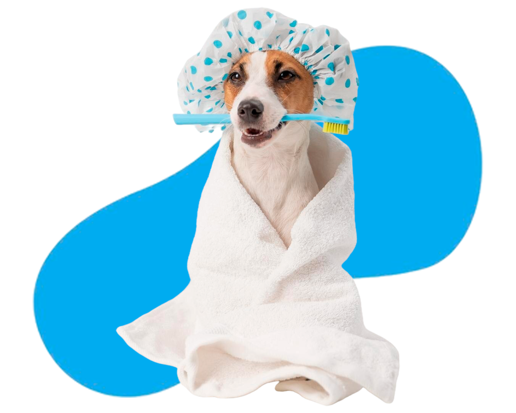 Banho e tosa - Deville Dog
