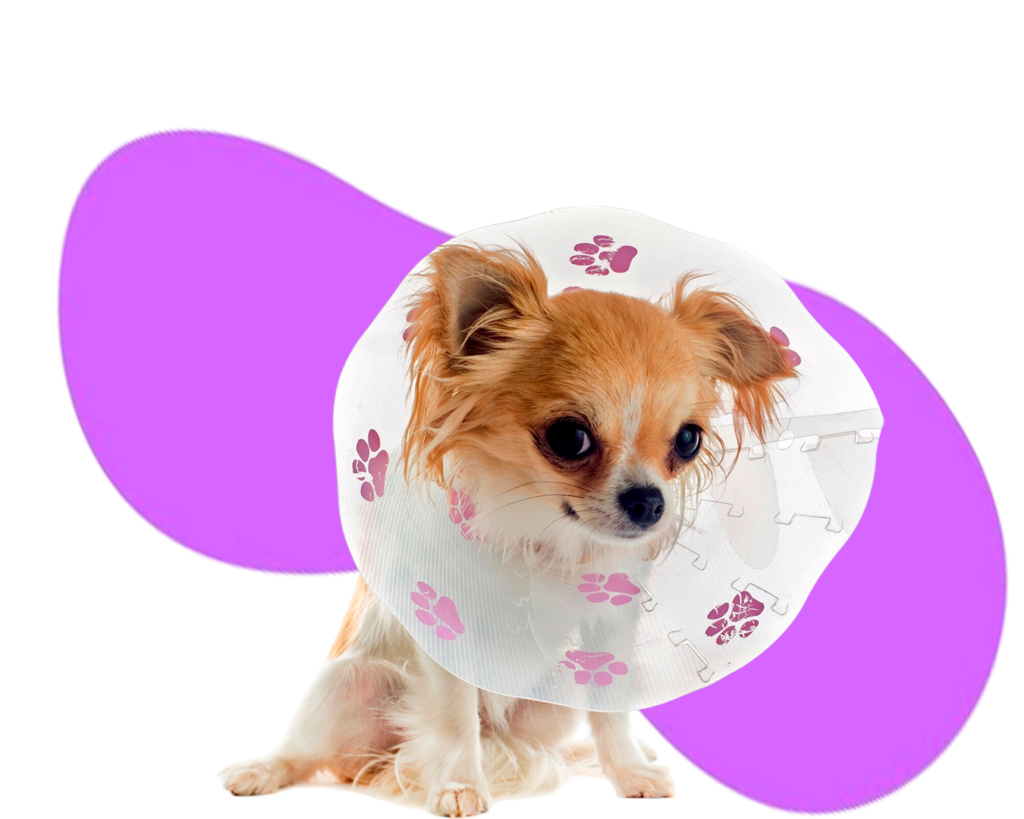 Cirurgias - Deville Dog