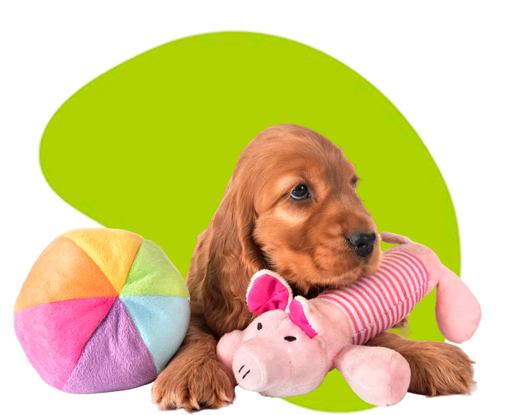 Creche - Deville Dog