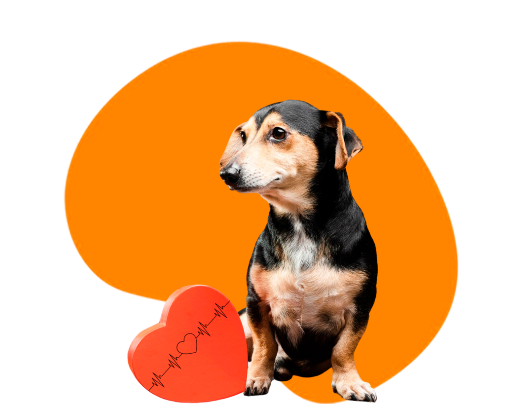 Exames - Deville Dog