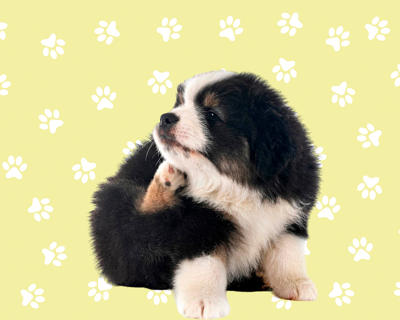 Controle de parasitas - Deville Dog