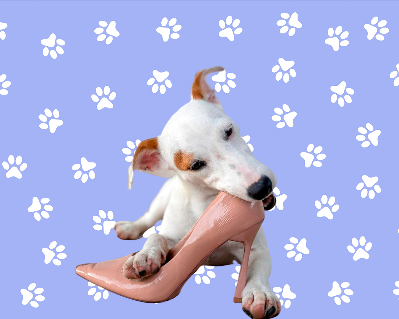 Bem-estar comportamental - Deville Dog