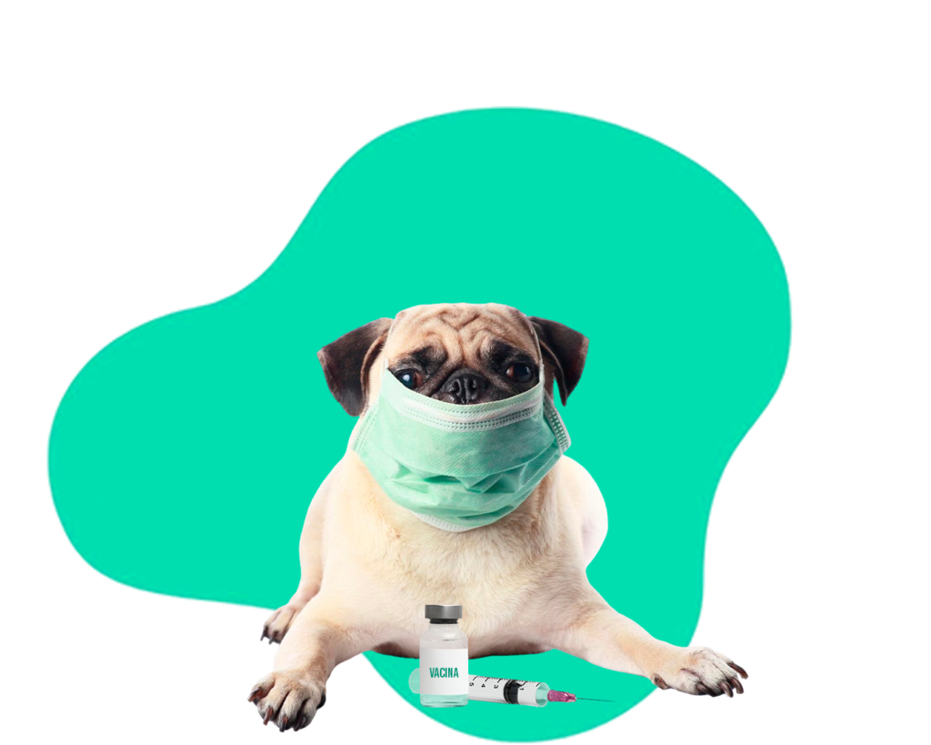 Vacinas - Deville Dog