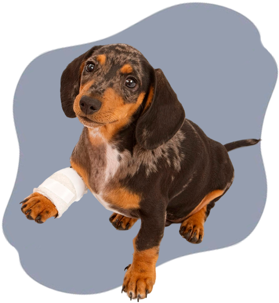 Especialidades - Deville Dog